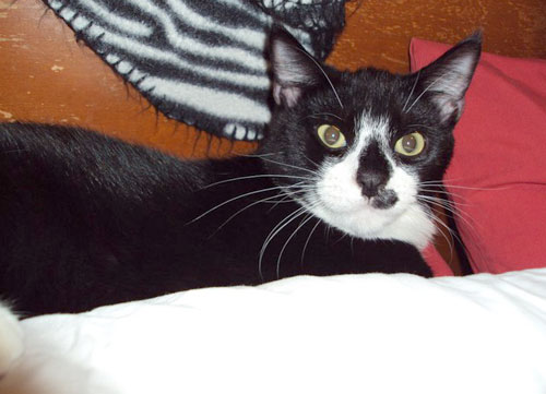 Where is BeeBop? A neighborhood waits for any sign of absent cat