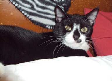 Where is BeeBop? A neighborhood waits for any sign of absent cat