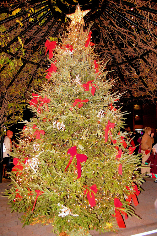 Tree lighting at Shore Road Park ignites seasonal spirit in Bay Ridge