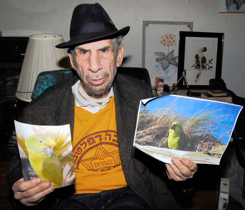 O Captain! My Captain! Midwood man’s search for beloved parrot coming to a stage near you
