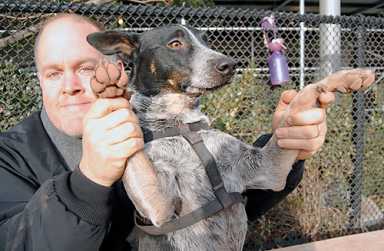 Dusty dog run colors pooches pink, pet owners claim