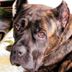 Rocco, beloved Brooklyn Heights pet shop dog, dead at 45 (dog years)