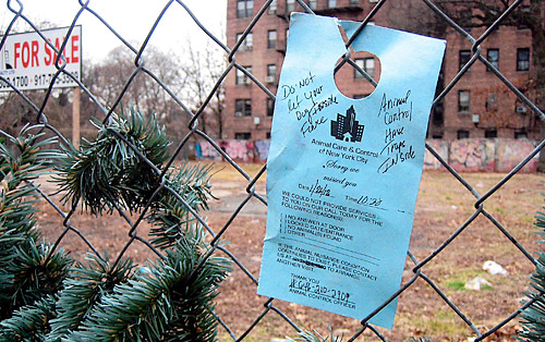 License to kill: Midwood leaders demand pit bulls terrorizing area be shot on sight