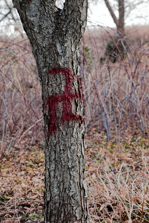 Abor-rent behavior! Vandals deface community garden with swastikas
