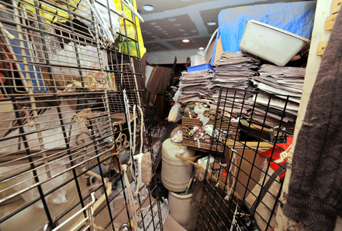 A-paw-ling! Pack of abused sheepdogs found in two filthy ‘hoarder’ homes