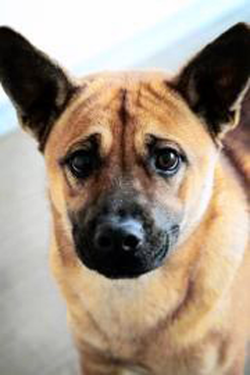Will you save this puppy?