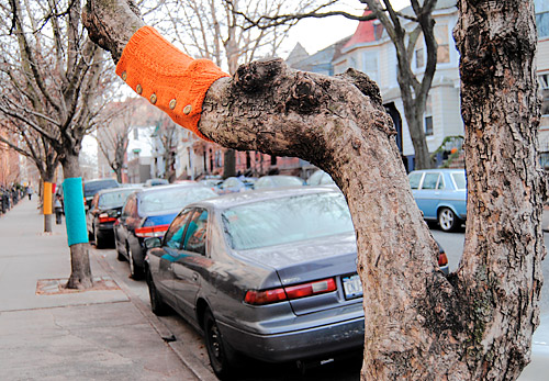 Human nature: Artist dresses Park Slope trees in sweaters