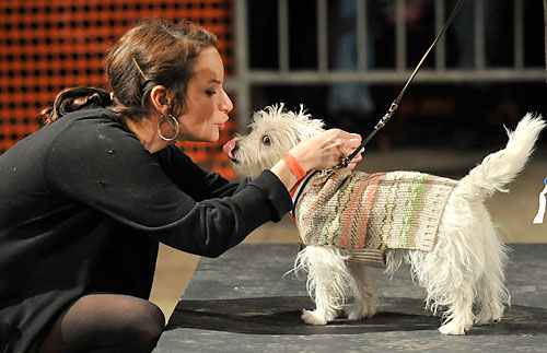 This dog show goes to the dogs