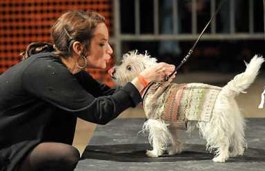 This dog show goes to the dogs
