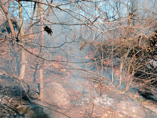 Prospect Park bird habitat set ablaze