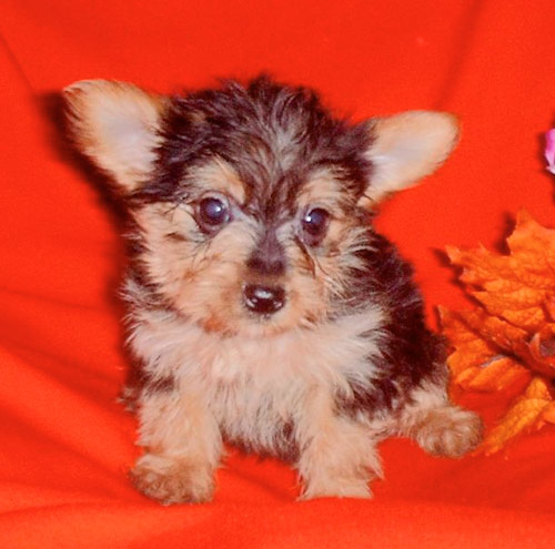 Cops: Yorkie thieves nabbed, but pinched puppy remains at large