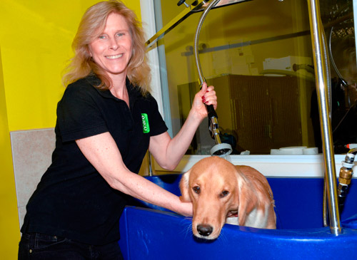 Spa helps uncomfortable pups with massage, mood lighting, classical music