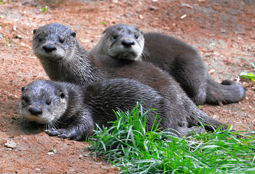 Meet Brooklyn’s new awwww-ters