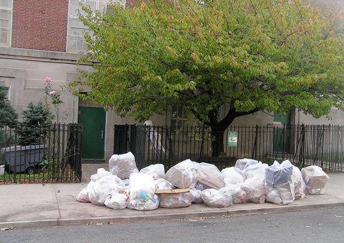 Dairy scary! Raccoons drink up at Windsor Terrace school, neighbors say