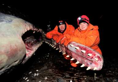 Have a whale of a time at this science talk