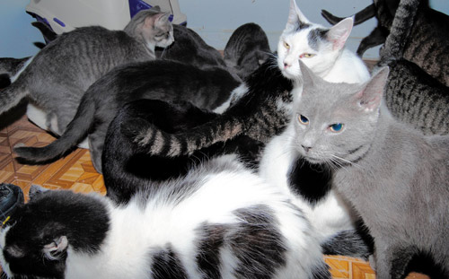Brighton Beach cat lady: I want to keep my 45 kitties!