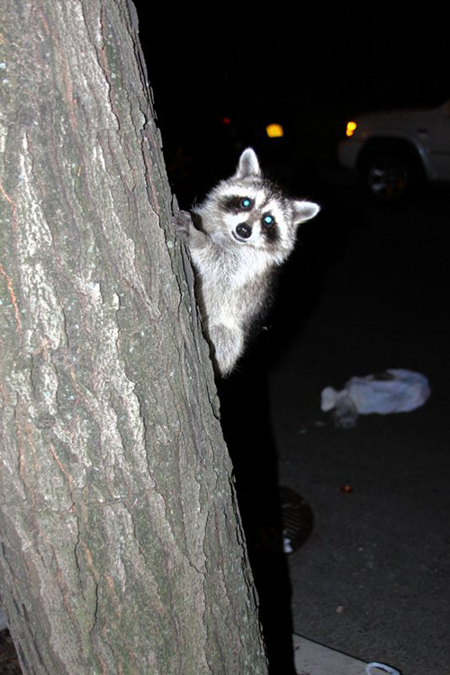 Raccoon boom! City must start trapping vermin, Greenwood residents say