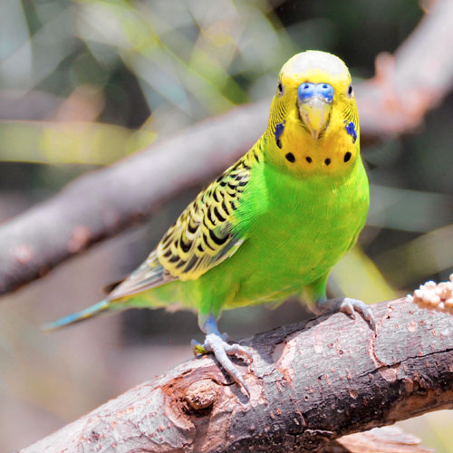 Escapee parakeet calls Northside park home
