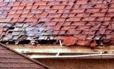 Varmints invade E. 23rd Street — and the city won’t do anything about it!