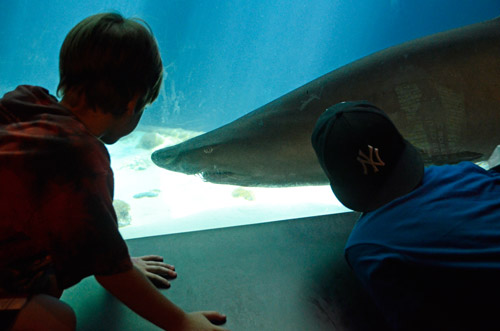 We’re going to need bigger sharks: Coney aquarium to build massive ‘Ocean Wonders’ exhibit
