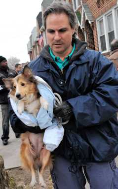 A-paw-ling! Pack of abused sheepdogs found in two filthy ‘hoarder’ homes