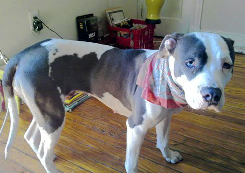 Dog gone shame: Pet owner says thief stole pooch outside Bushwick bodega