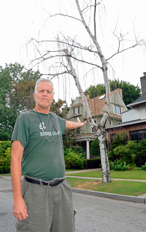 City in limb-o over dead Ditmas Park tree, residents claim