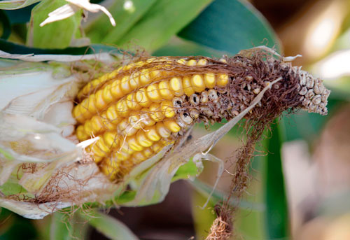 Kernels of gold! Bumper corn crop on Fourth Avenue