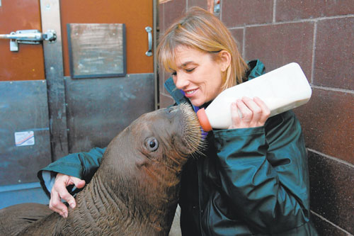 Picture this: Our baby walrus!