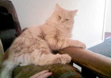 Have you seen Simba?