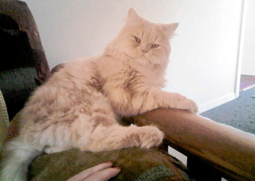 Have you seen Simba?