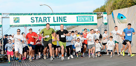 Brooklynites run for walruses in need