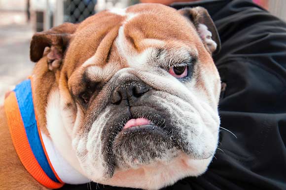 Dog day for Downtown — with a puppy-filled slideshow