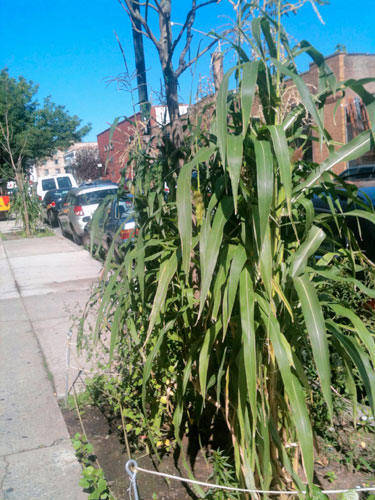 Kernels of gold! Bumper corn crop on Fourth Avenue