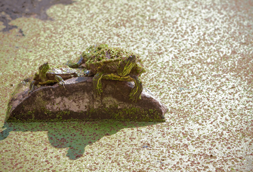 Invasive species coats Prospect Park lake in green sheen