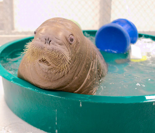 Baby walrus on board! Aquarium’s newest inhabitant flies in from Alaska