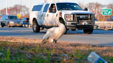 Sight-seeing swan goes on road trip
