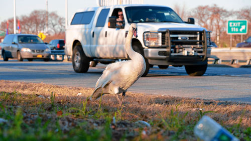 Sight-seeing swan goes on road trip