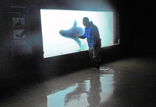 Officials: Sandy-ravaged aquarium in critical condition