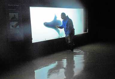 Officials: Sandy-ravaged aquarium in critical condition