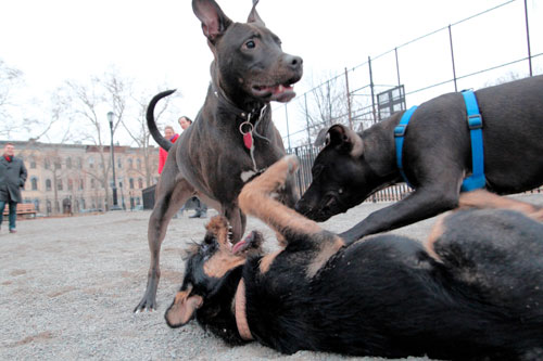 Puppy love in Bushwick: Neighbors, canines adore new dog run
