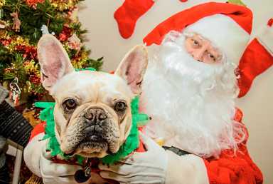 Santa’s little yelpers! Dogs pose for photos with Saint Nick
