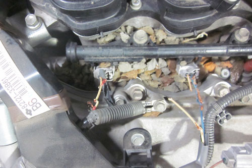 Rats raid roadsters