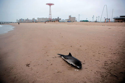 Dolphin dies at Coney