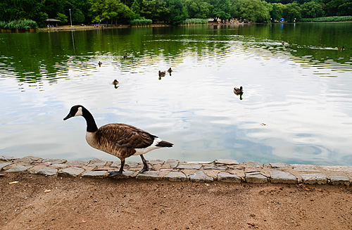 A gooseless city? Feds reveal that they can kill birds pretty much anywhere