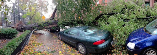 Stumped: Carroll Gardeners say Sandy-toppled trees must be removed