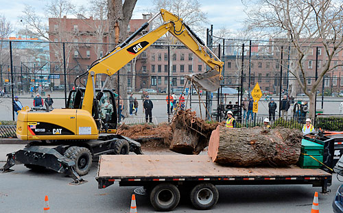 Carroll Gardens is no longer stumped