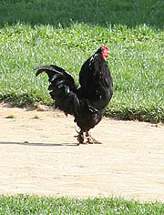 Cock a doodle…Windsor Terrace?