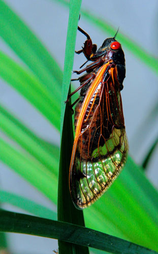 Paved Brooklyn could escape cicada ‘swarmaggedon’