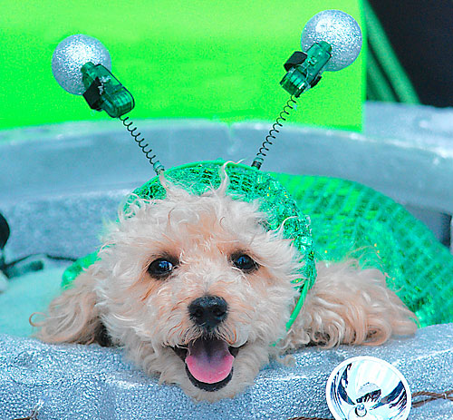 Costumed pets compete for prizes